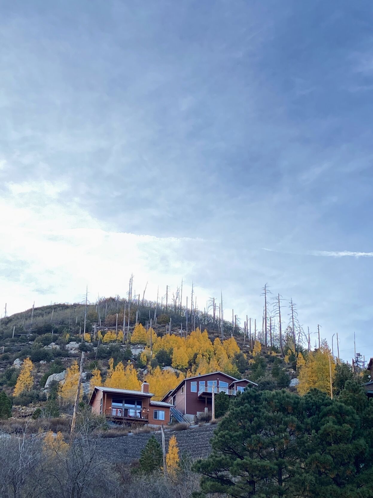 Fall color on Mount Lemmon